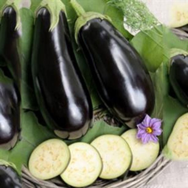 PLODOVKE DOBRO & ZDRAVO JAJČEVEC BLACK PEARL CEPLJEN TEMNO VIJOLIČEN