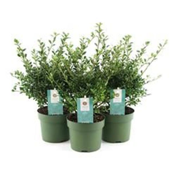 BODIKA JAPONSKA GLORY GEM L12