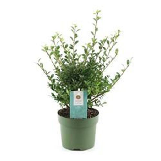 BODIKA JAPONSKA GLORY GEM L12