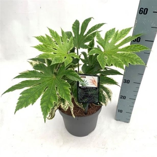 GRMOVNICA OKRASNA V LIST. JAPONSKA FATSIJA SPIDERS WEB L23