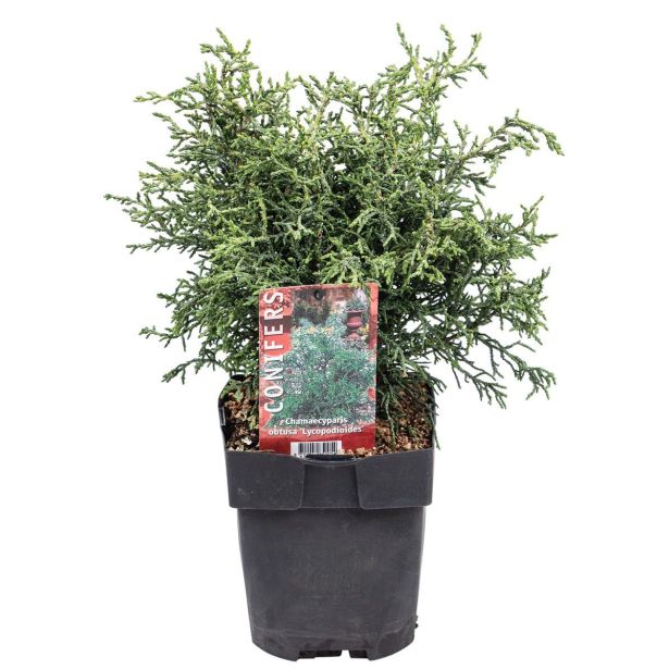 PACIPRESA JAPONSKA LYCOPODIOIDES L17