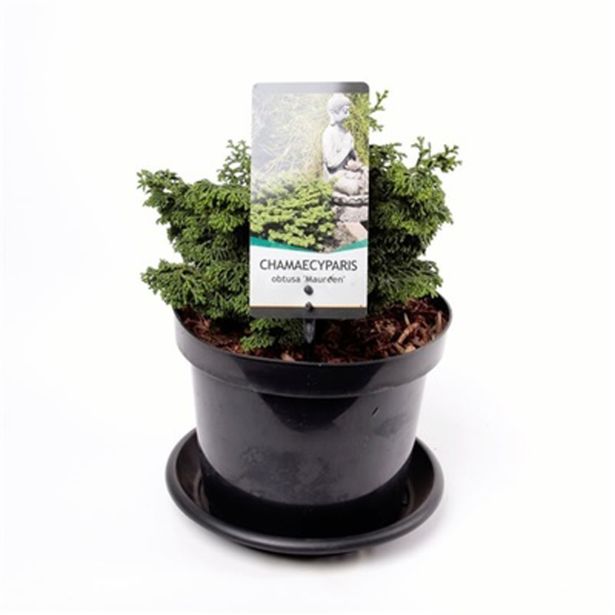 IGLAVEC JAPONSKA PACIPRESA MAUREEN L19