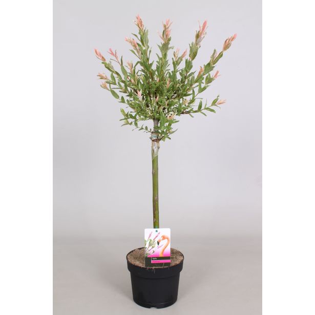 VRBA JAPONSKA PISANOLISTNA L19