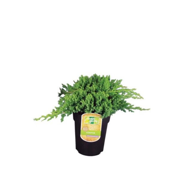 BRIN JAPONSKI NANA L17