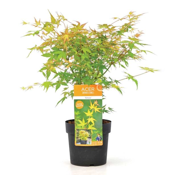 JAVOR JAPONSKI-KATSURA