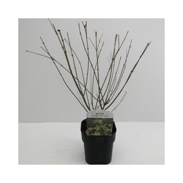 LISTAVEC JAPONSKI JAVOR LITTLE PRINCESS L17