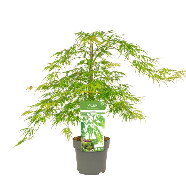 JAVOR ACER DISSECTUM 7.5 LITER