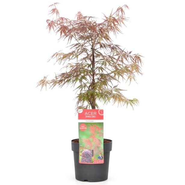 JAVOR ACER FIRECRACKER L7.5 L
