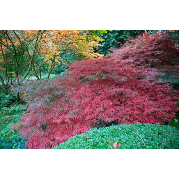 JAVOR ACER GARNET 7.5 LITER