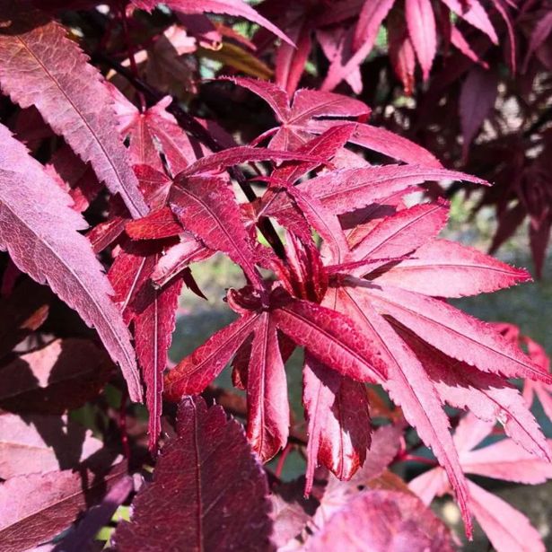 JAVOR ACER SKEETERS BROOM L7.5 L