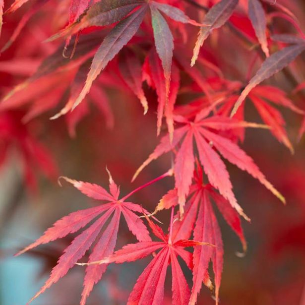 JAVOR ACER SUMINAGASHI L7.5 L