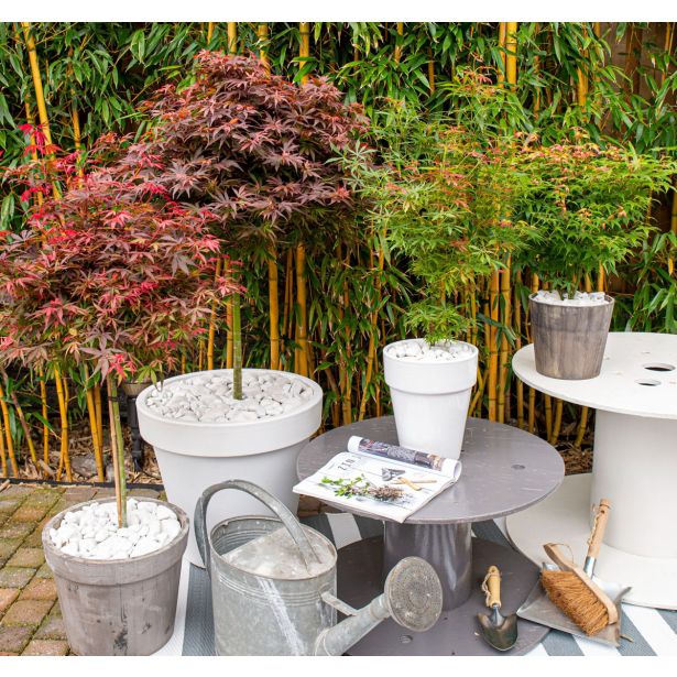 JAVOR ATROPURPUREUM L3 L