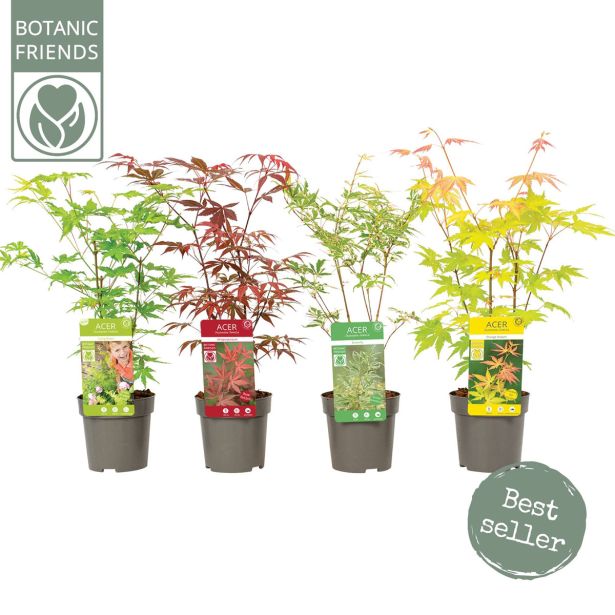 JAVOR JAPONSKI L10.5 CM