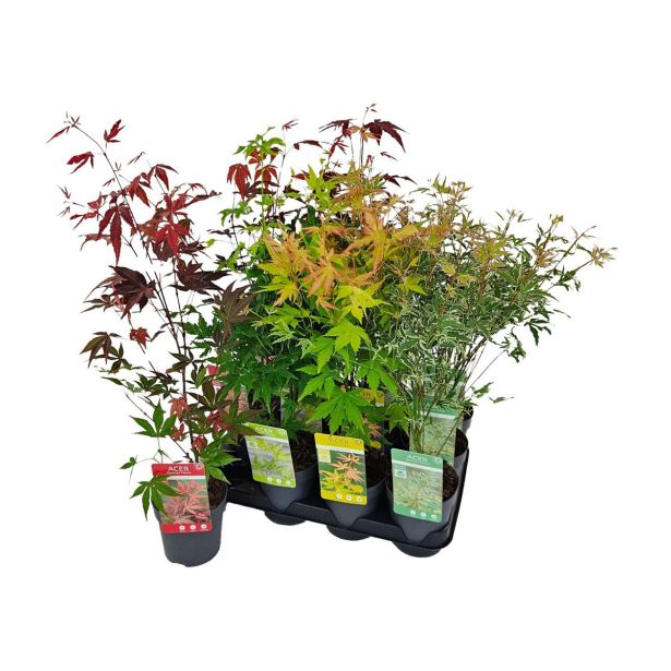 JAVOR JAPONSKI L10.5 CM