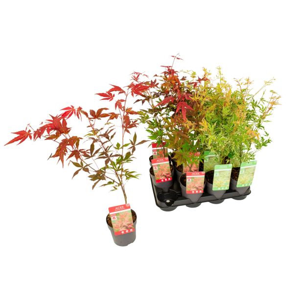 JAVOR JAPONSKI L10.5 CM