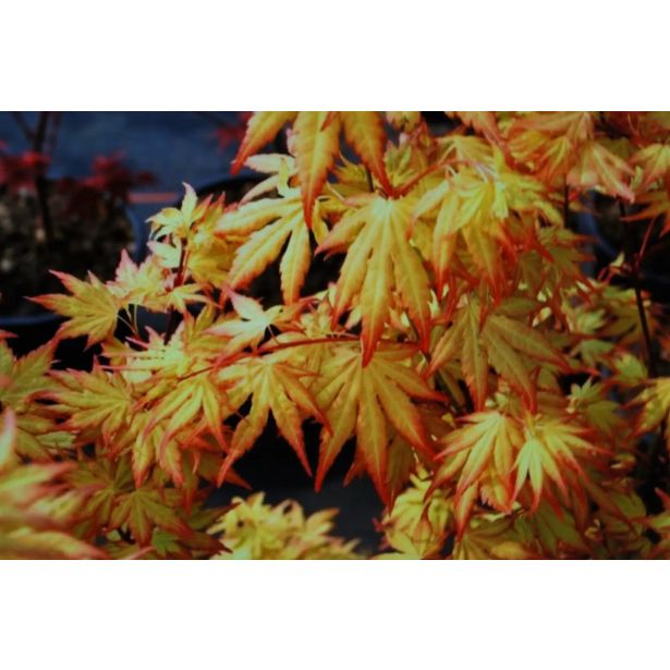 JAVOR JAPONSKI ORANGE DREAM L19 CM