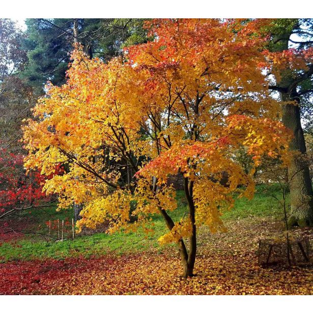 JAVOR JAPONSKI ORANGE DREAM L19 CM