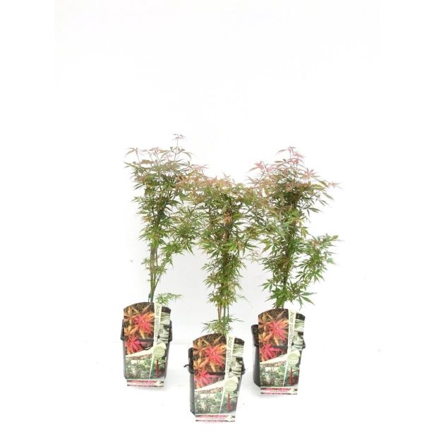 JAVOR JERRE SCHWARTZ L28 V100