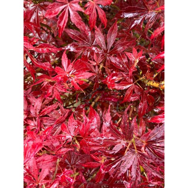 JAVOR JERRE SCHWARTZ L3 L