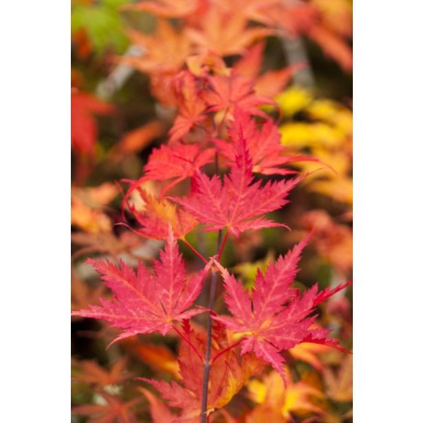 JAVOR KI HACHIJO L3 L