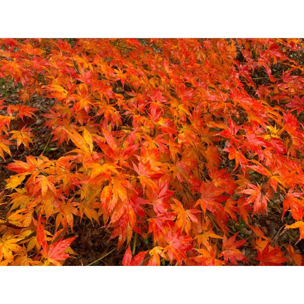 JAVOR KI HACHIJO L3 L