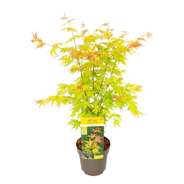 JAVOR ORANGE DREAM L3 L