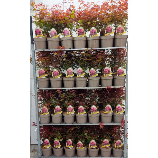 JAVOR PAHLJAČASTI L21