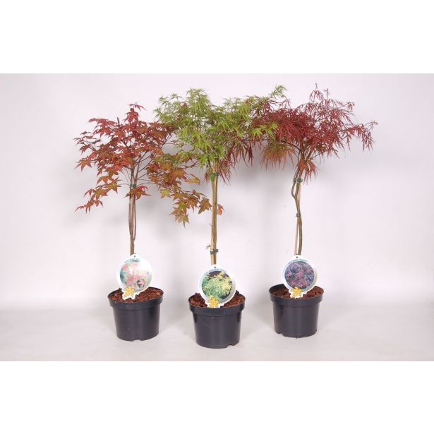 JAVOR PAHLJAČASTI MIX L19