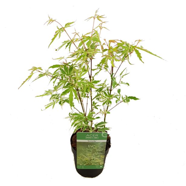 JAVOR PISANOLISTNI PAHLJAČASTI L10