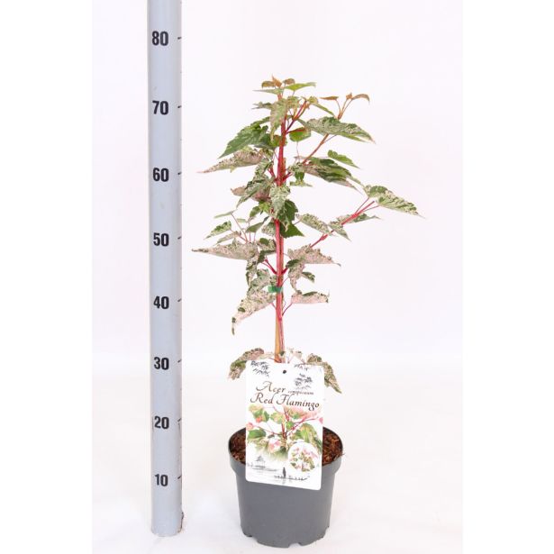 JAVOR RED FLAMINGO L19 CM