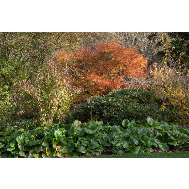 JAVOR SEIRYU L18 V60