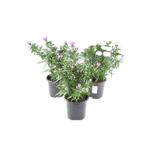 ASTRA JESENSKA, MIX L10.5