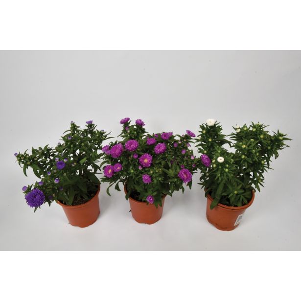 TRAJNICA JESENSKA ASTRA NOVI BELGII MAGIC