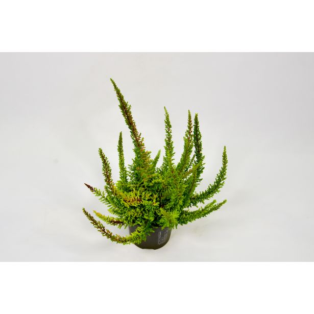 JESENSKA VRESA ORANŽNA SKYLINE SEASTAR L9