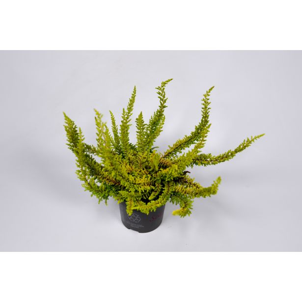 JESENSKA VRESA ORANŽNA SKYLINE SEASTAR L9