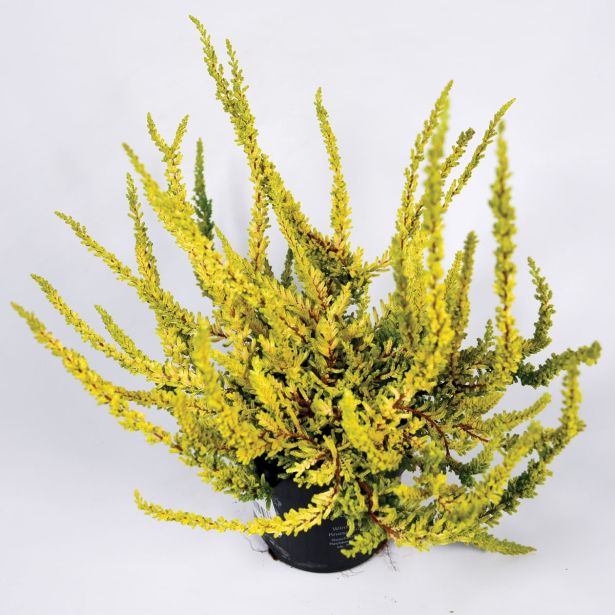 RESA JESENSKA RESA SUNSET MIX L10