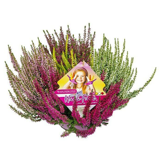 JESENSKA VRESA 5 V SKLEDI L23 CM