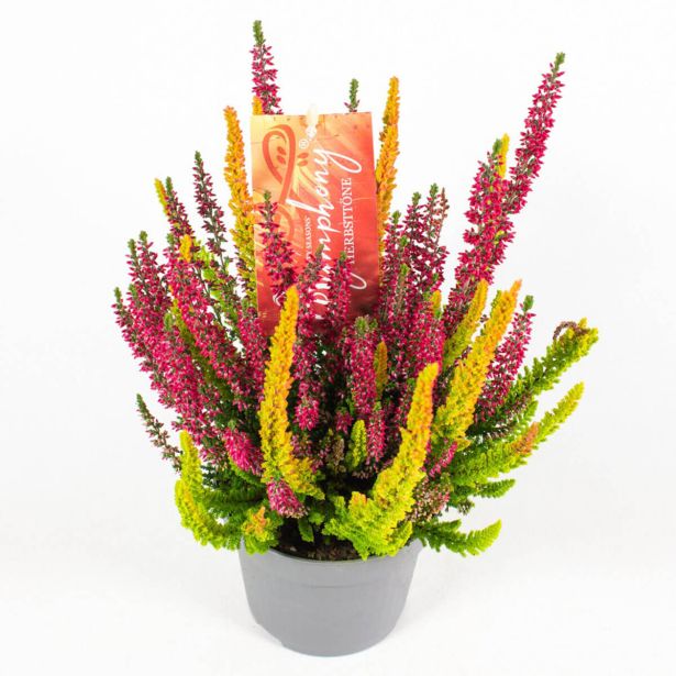 JESENSKA VRESA BEAUTY LADIES SYMPHONY L12 CM