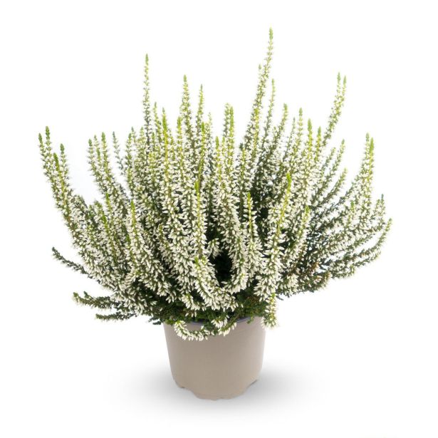 JESENSKA VRESA (CALLUNA GARDEN GIRLS) L12 CM