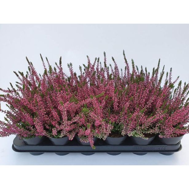 JESENSKA VRESA CALLUNA L9 CM