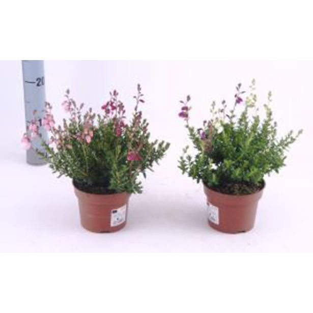 JESENSKA VRESA DABOECIJA L13