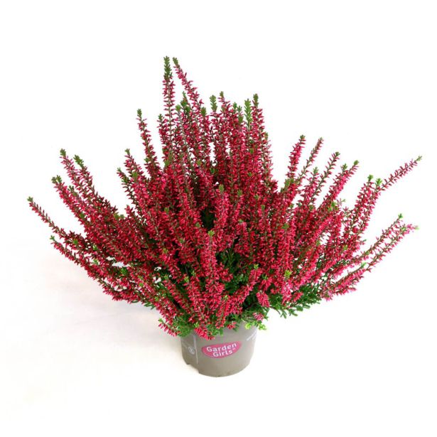 JESENSKA VRESA FRANCA L11 CM