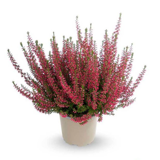 JESENSKA VRESA GARDEN GIRLS RDEČA L12 CM