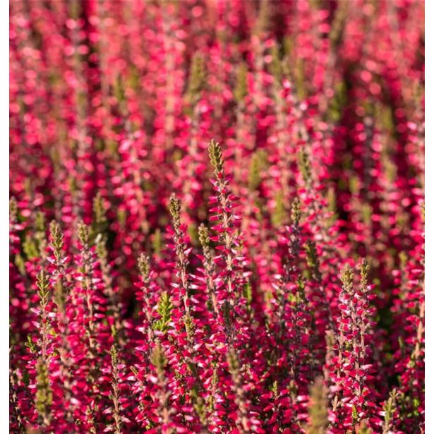 JESENSKA VRESA GARDEN GIRLS RDEČA L12 CM