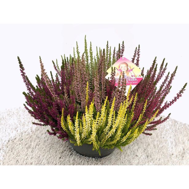 JESENSKA VRESA HIGH FIVE L23