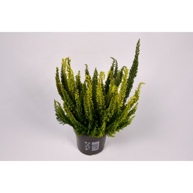 JESENSKA VRESA L10.5