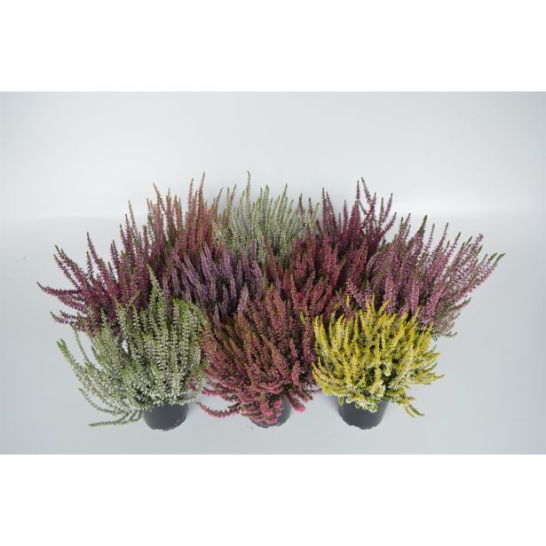 JESENSKA VRESA MIX GARDEN GIRLS L11