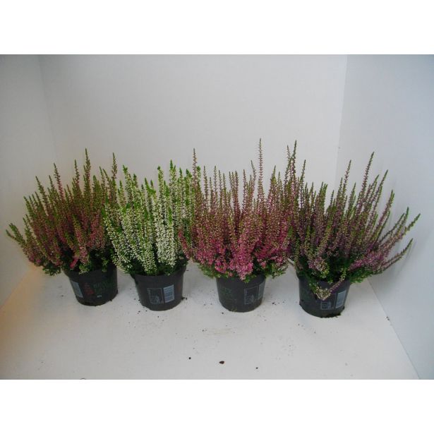 JESENSKA VRESA MIX L12