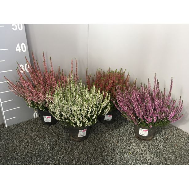 JESENSKA VRESA MIX L13