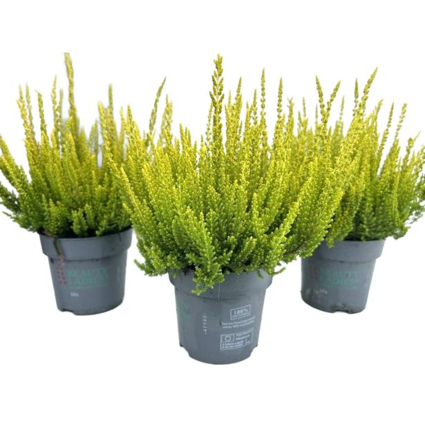 JESENSKA VRESA BEAUTY LADIES L10.5 CM